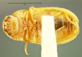 Media type: image;   Entomology 34128 Aspect: habitus ventral view